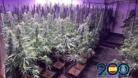 marihuana-kI0G-U2101376542032uSH-758x531@Diario Sur